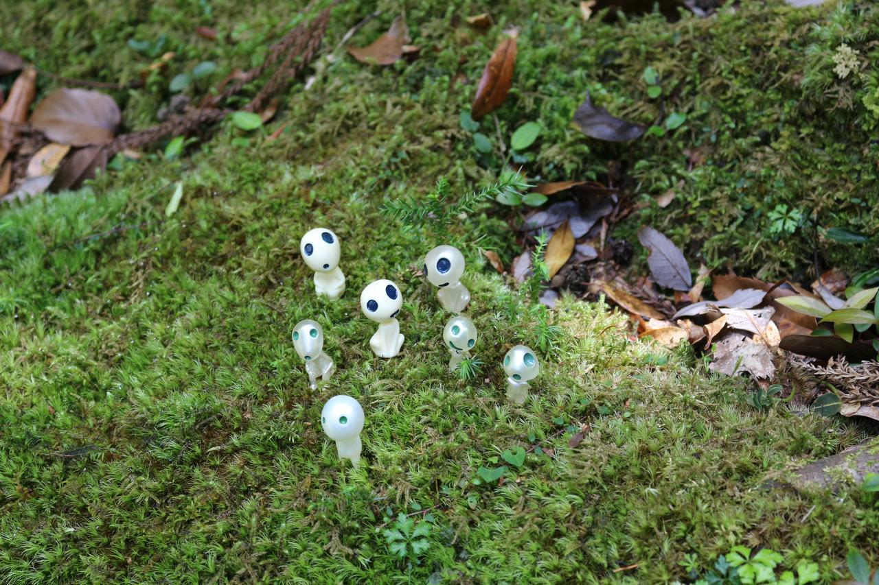 Cottage Yakusugi House Yakushima  Eksteriør bilde