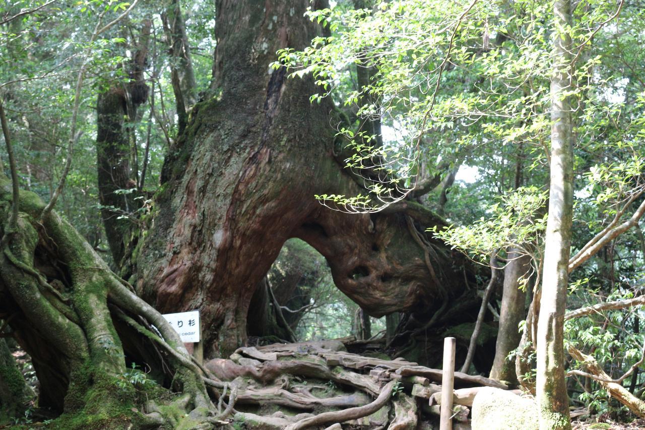 Cottage Yakusugi House Yakushima  Eksteriør bilde