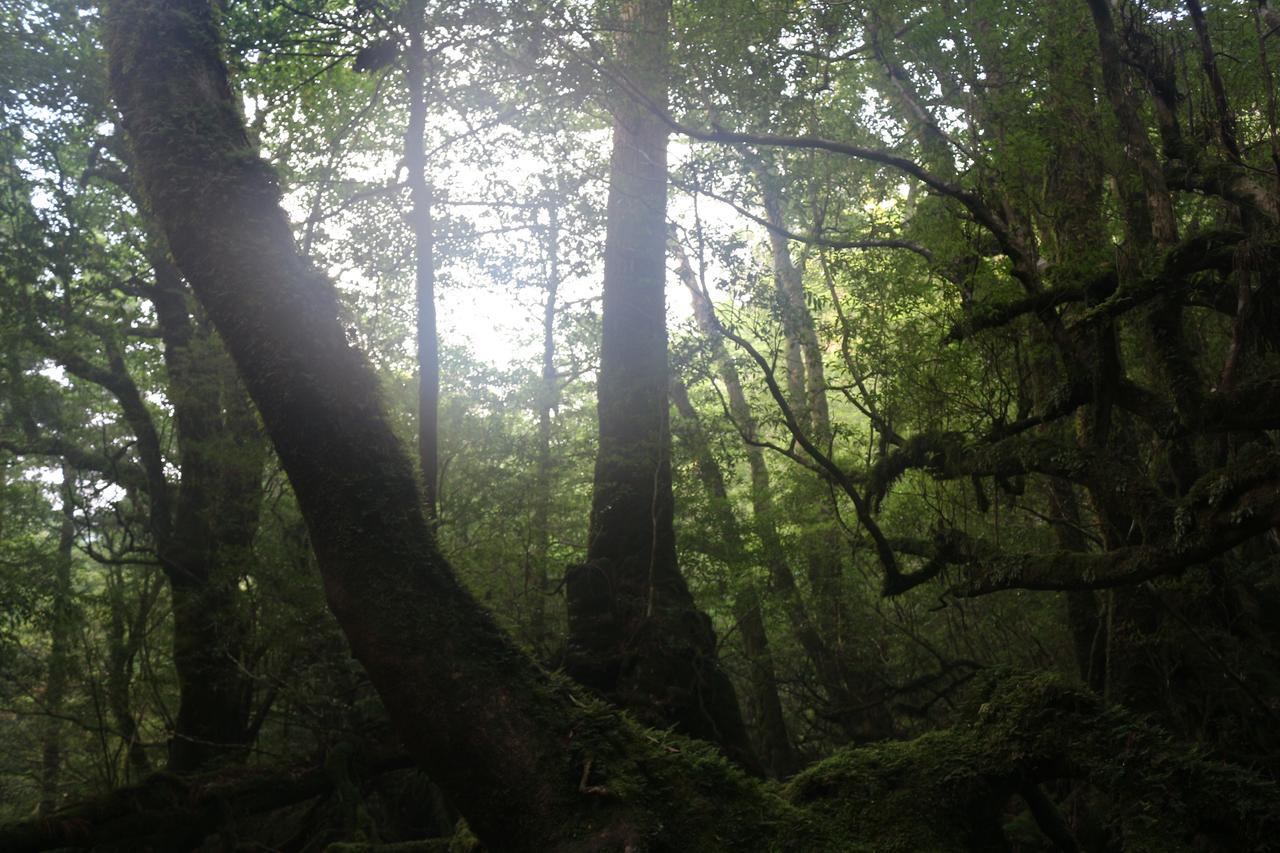 Cottage Yakusugi House Yakushima  Eksteriør bilde
