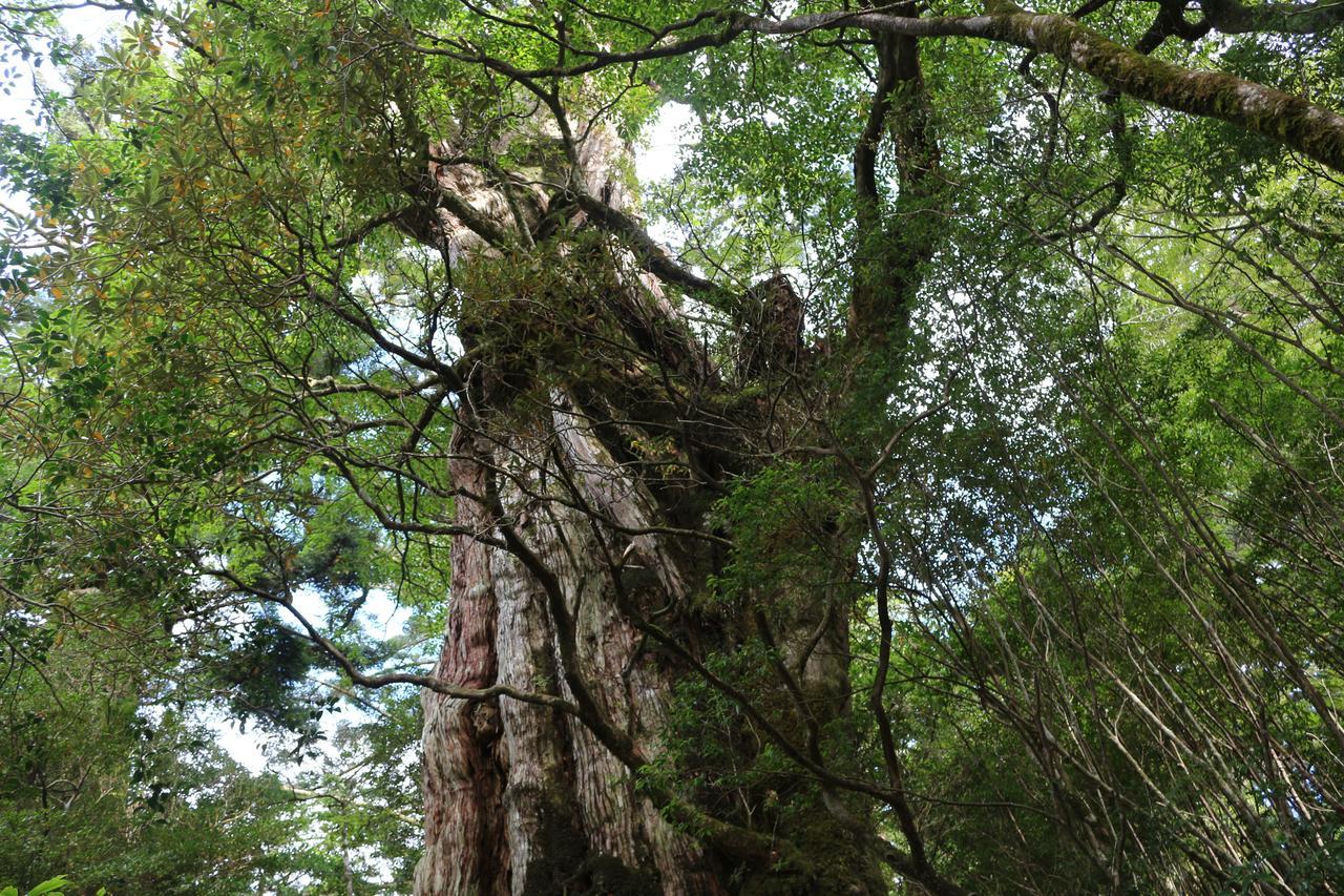 Cottage Yakusugi House Yakushima  Eksteriør bilde